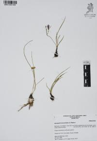 Nemastylis tenuis image